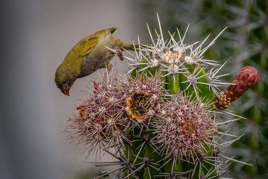Black-faced grassquit on a cactus