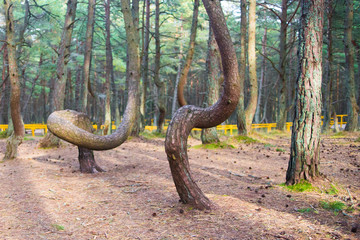 Dancing forest at Curonian Spit. Kaliningrad Oblast. Russia