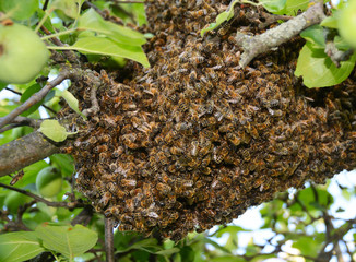 Swarm of bees close up. Swarm of bees on the tree.  Swarm Catching