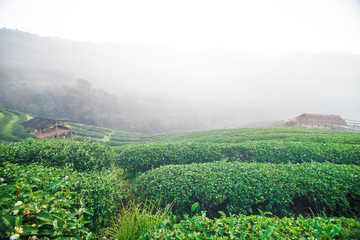 Green tea plantation field morning sunrise with fog