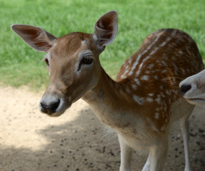 Deer close up