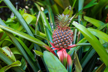 Young pineapple growing on bush