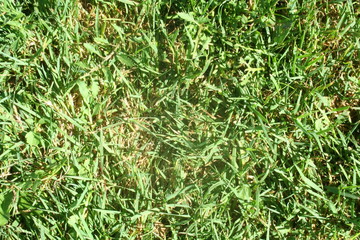 Top view in grass background