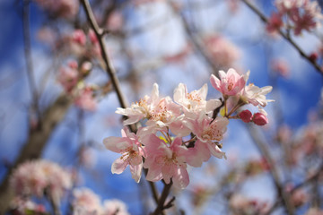 Wild growing Cherry Blossom in season
