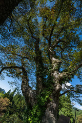 白山市　まがっとの欅