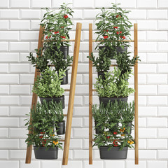 Decorative plants for the kitchen