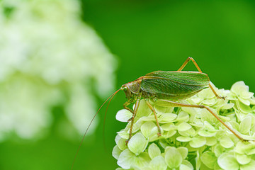 Large green grasshopper (Tettigonia viridissima) on a flower against a background of greenery. Concept: flora and fauna, summer time, natural background.