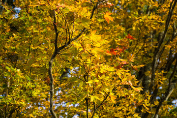 Naklejka na ściany i meble Colourful maple leaf on tree branch autumn season in Nikko
