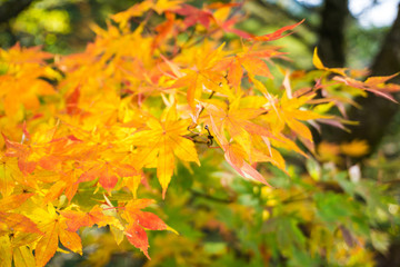 Colourful maple leaf on tree branch autumn season in Nikko