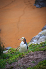 Hoiho/Yellow-Eyed Penguin at Katiki Nature Reserve South Island New Zealand