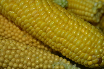 Ripe yellow fresh ears of corn.