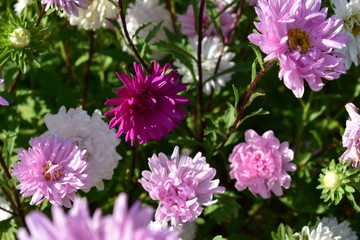 Aster flowers are multicolored on a green background.
