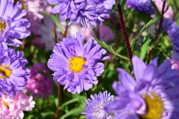Aster flowers are multicolored on a green background.