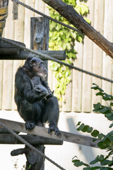  Portrait of the chimpanzee (Latin: Pan troglodytes)  A species of great ape native to the forests and savannas of tropical Africa.