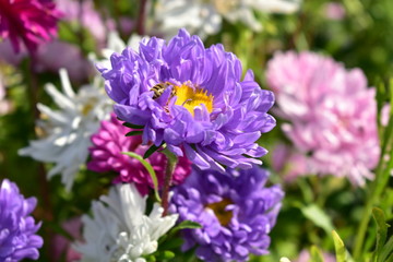 Aster flowers are multicolored on a green background.