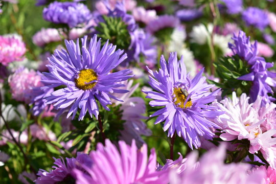 Aster flowers are multicolored on a green background.