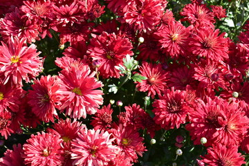Chrysanthemum Bush red and yellow in the group.
