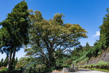 白山市　まがっとの欅