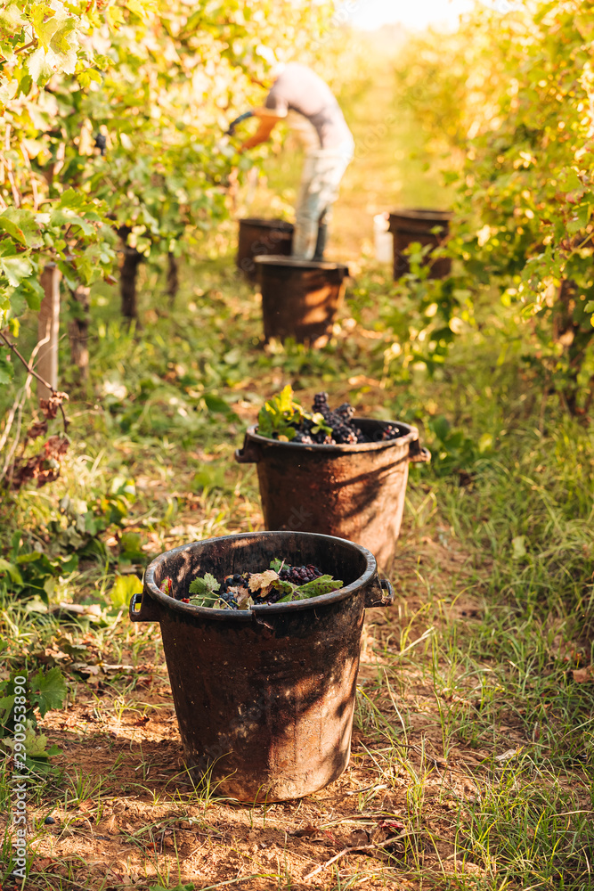 Sticker PUGLIA / ITALY -  SEPTEMBER 2019: Seasonal harvesting of Primitivo grapes in the vineyard