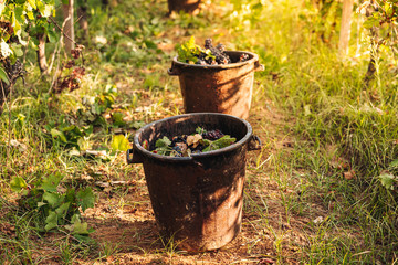 PUGLIA / ITALY -  SEPTEMBER 2019: Seasonal harvesting of Primitivo grapes in the vineyard