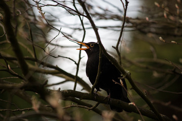 singing blackbird