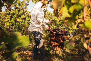 PUGLIA / ITALY -  SEPTEMBER 2019: Seasonal harvesting of Primitivo grapes in the vineyard
