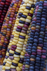 Multi-colored corn on the cob close-up