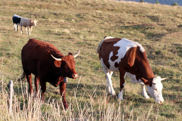 Des vaches en liberté