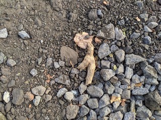 The road pebbles and yellow leaves