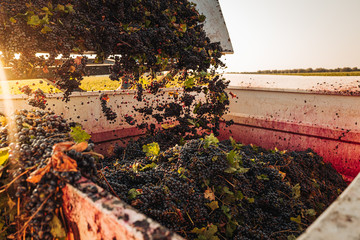 PUGLIA / ITALY -  SEPTEMBER 2019: Seasonal harvesting of Primitivo grapes in the vineyard