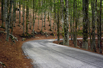road in the forest