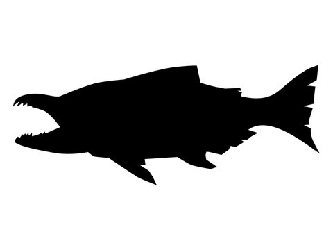 Vector silhouette of salmon. Motives of wildlife, nature, food, seasons, water life