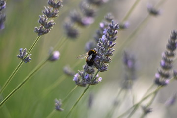 Lavendel (Lavandula angustifolia) mit Insekt