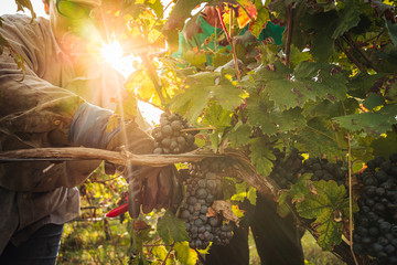 PUGLIA / ITALY -  SEPTEMBER 2019: Seasonal harvesting of Primitivo grapes in the vineyard