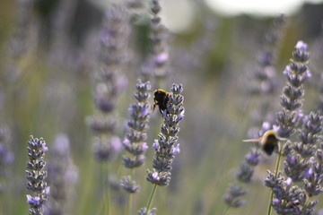 Lavendel (Lavandula angustifolia) mit Insekt
