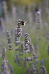 Lavendel (Lavandula angustifolia) mit Insekt