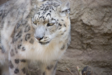 Obraz premium 雪豹