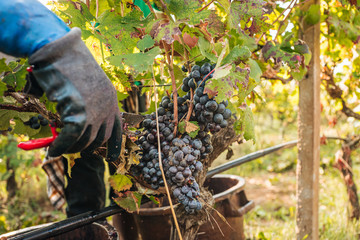 PUGLIA / ITALY -  SEPTEMBER 2019: Seasonal harvesting of Primitivo grapes in the vineyard