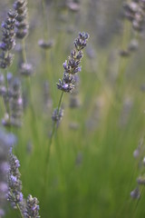 Lavendel (Lavandula angustifolia)