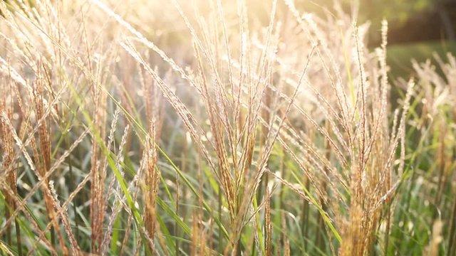 Artificial cereal Festuca glauca plants swinging tin wind with warm sunset or sunrise backlight. Countryside ornamental garden decoration. Autumn landscape