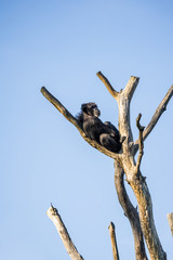Portrait of the chimpanzee (Latin: Pan troglodytes) on the top of tree trunk. A species of great ape native to the forests and savannas of tropical Africa.  Blue sky background.