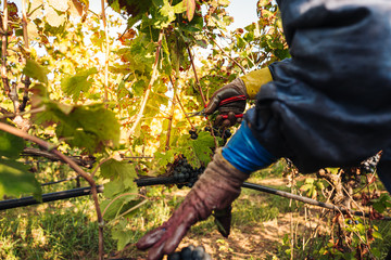 Naklejka na ściany i meble PUGLIA / ITALY - SEPTEMBER 2019: Seasonal harvesting of Primitivo grapes in the vineyard
