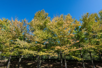 Fototapeta premium 樹木公園のカツラの並木