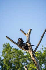 Portrait of the chimpanzee (Latin: Pan troglodytes) on the top of tree trunk. A species of great ape native to the forests and savannas of tropical Africa.  Blue sky background.