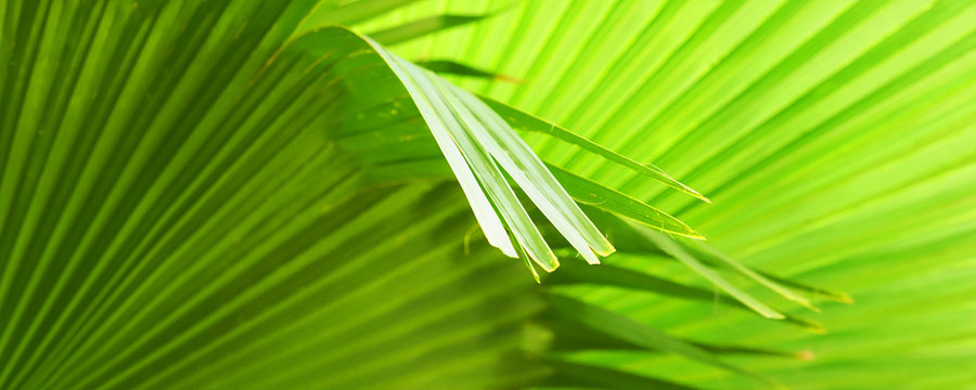 Brahea edulis fan palm leaf, panoramic view. Natural green background. Guadalupe palm