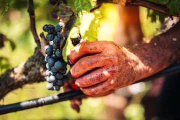 PUGLIA / ITALY -  SEPTEMBER 2019: Seasonal harvesting of Primitivo grapes in the vineyard