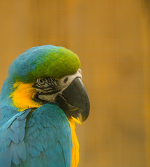 The blue-and-yellow macaw (Latin: Ara ararauna), also blue-and-gold macaw, a large South American parrot with blue top parts and light orange underparts, with gradient hues of green on top of its head