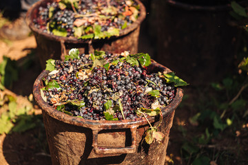 PUGLIA / ITALY -  SEPTEMBER 2019: Seasonal harvesting of Primitivo grapes in the vineyard