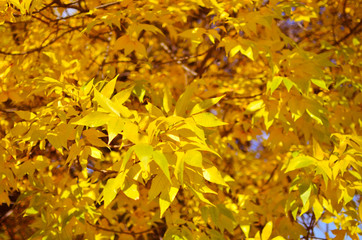 Yellow autumn trees. Bright foliage.