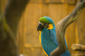 The blue-and-yellow macaw (Latin: Ara ararauna), also blue-and-gold macaw, a large South American parrot with blue top parts and light orange underparts, with gradient hues of green on top of its head